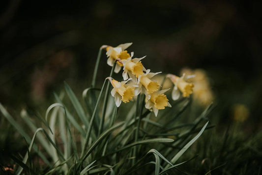 The History of the Welsh Daffodil