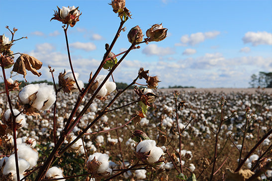 What is Organic Cotton